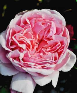 Double-flowered English rose