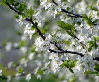 Fruit tree blooming