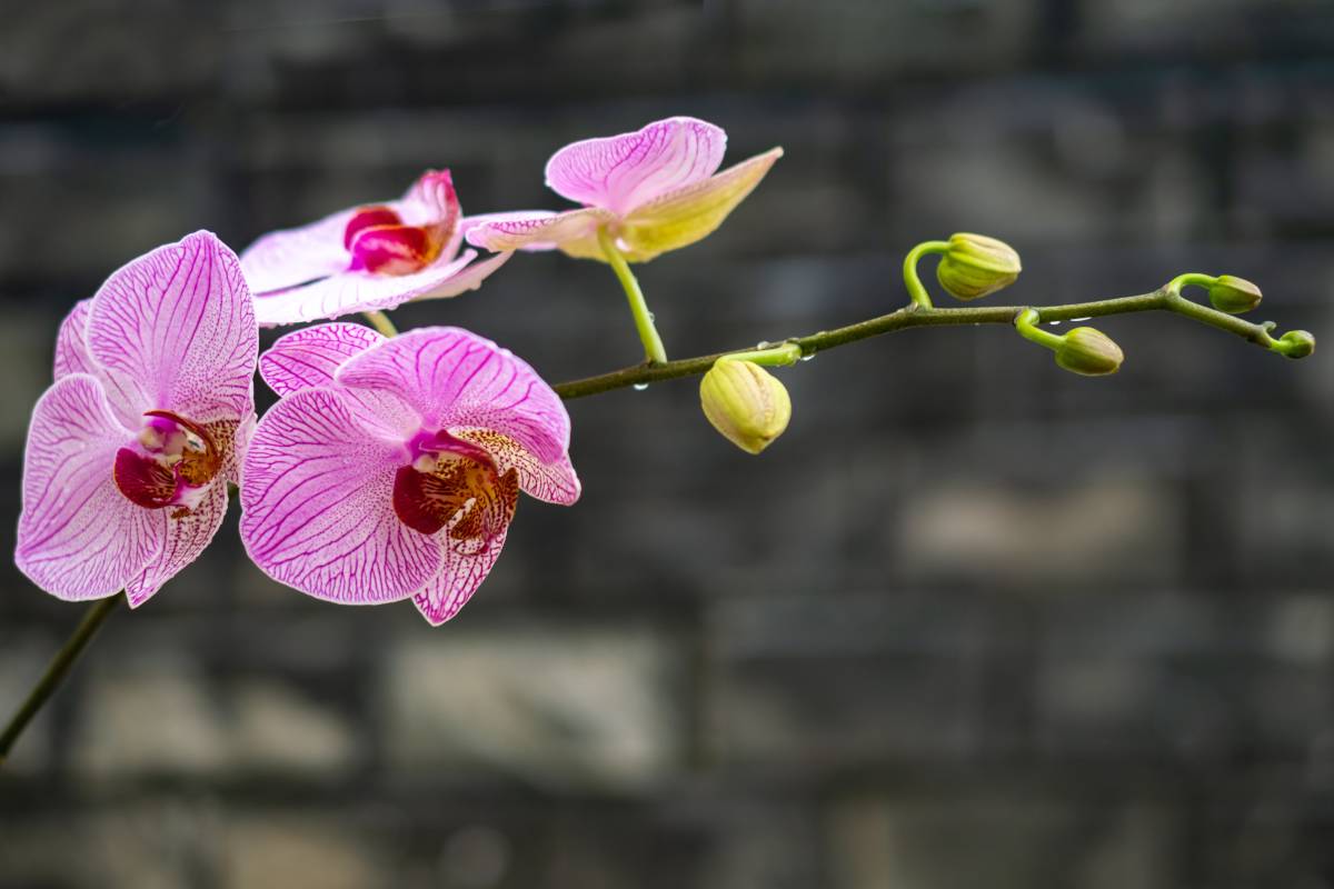Phalaenopsis orchid with new flowers