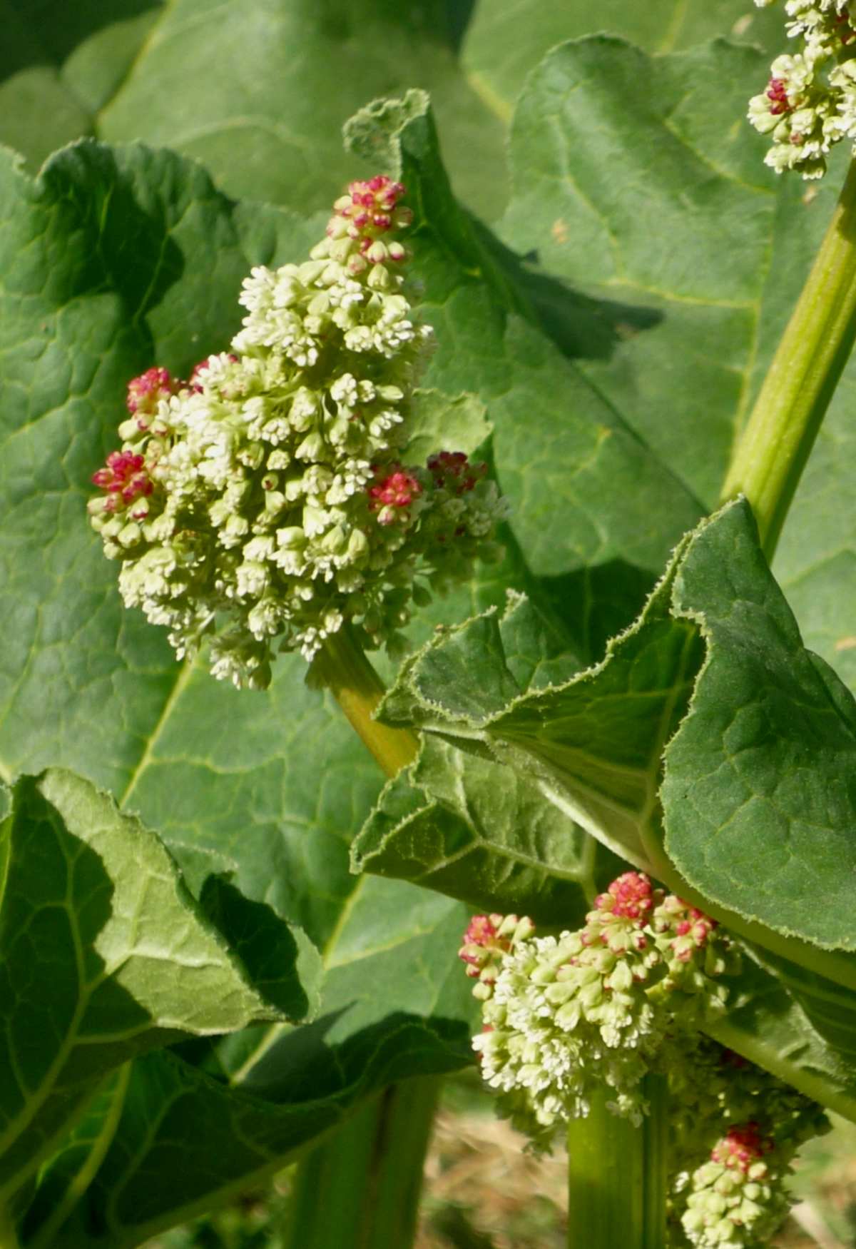 Rhubarb, fermented, is excellent pest-combating tea