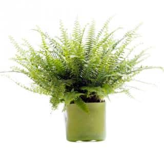 Fern, a pure air plant