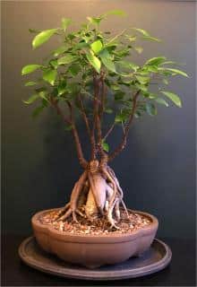 Ficus ginseng bonsai