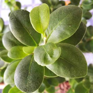 Ficus ginseng care