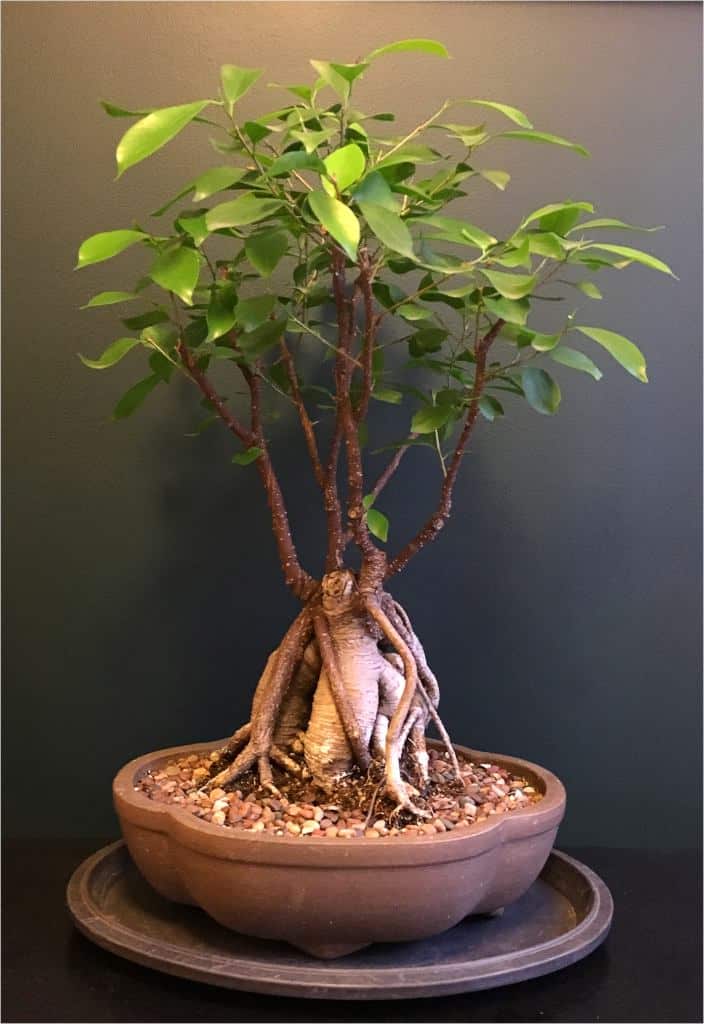 Entretien des plantes en pot Ficus microcarpa ginseng