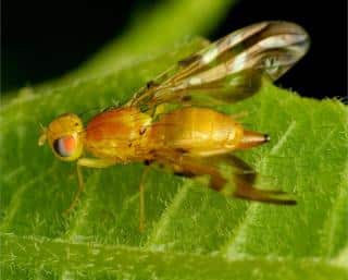 Fruit fly, yellow, on bright green leaf with black background.
