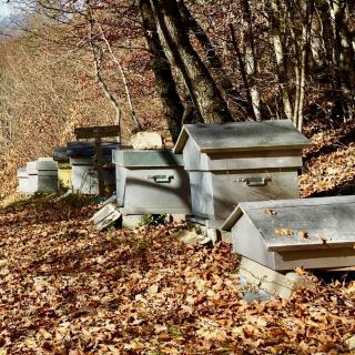 Hives in a garden