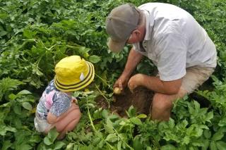 Grandfather unearthing a potato with a grandchild