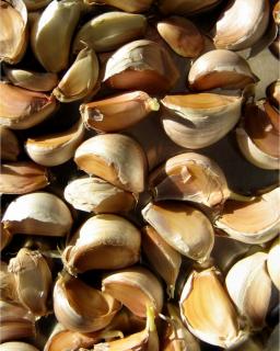 Cloves of garlic ready for planting