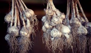 Garlic harvest