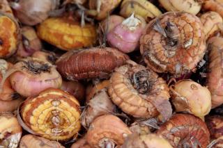 Gladiolus bulbs in winter