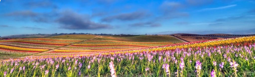 Landscape with a field of gladiolus