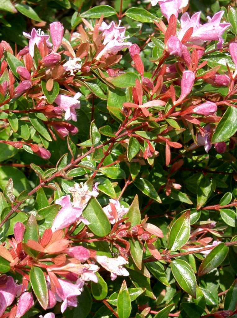 Glossy abelia flowering in shades of pink