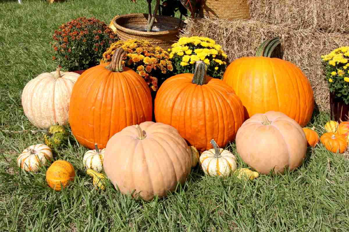 Squash and gourds, a harvest