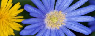 Close-up of a Grecian windflower