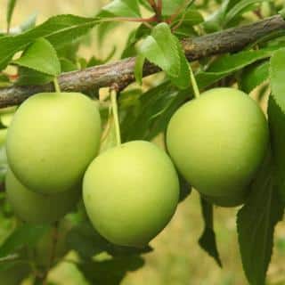 Green plums