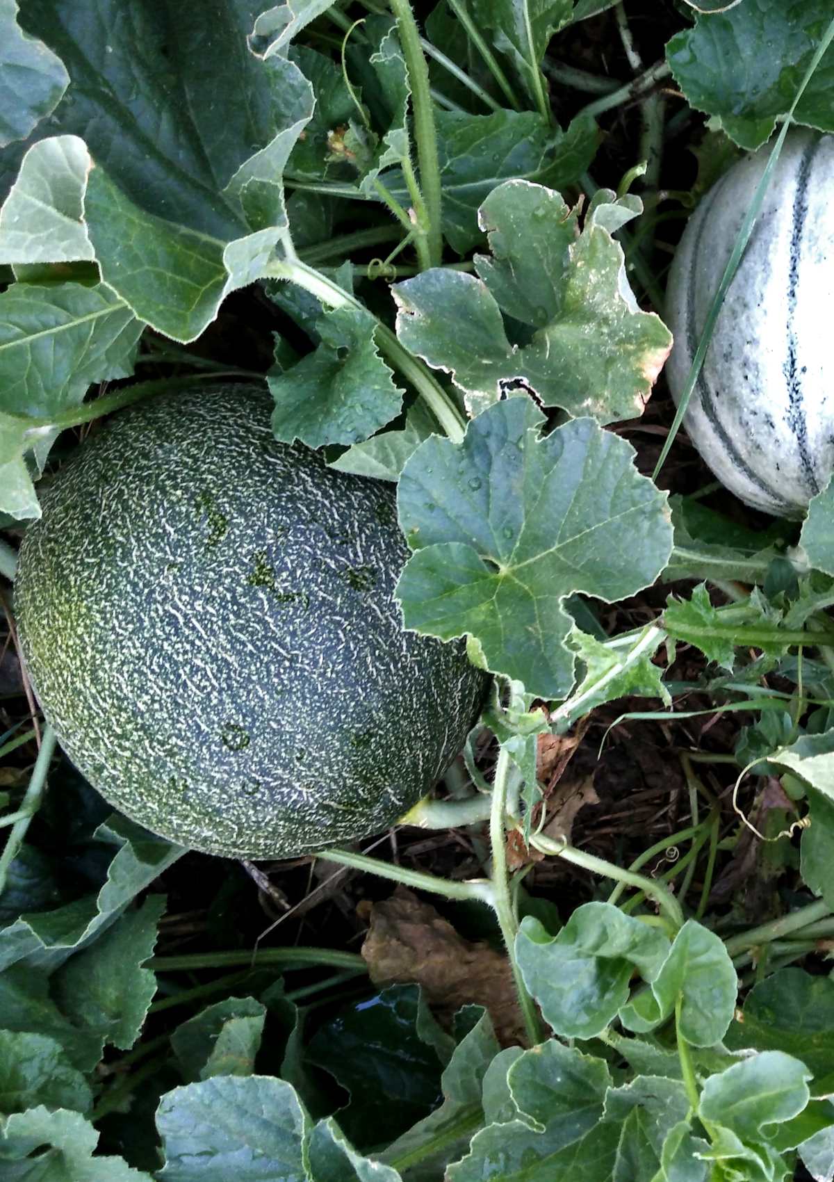 local banjo Moderator melon plant închisoare Călugăr heroină