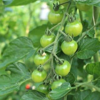 Growing tomatoes, immature
