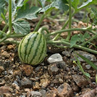 Growing watermelon