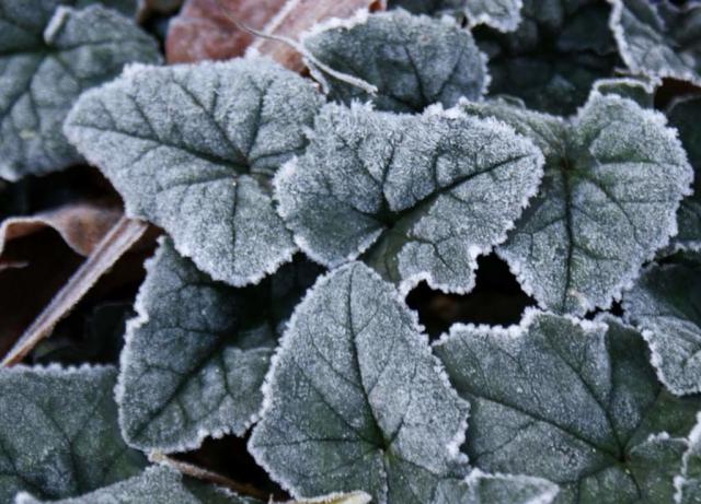 Frost-covered ivy-leaved cyclamen