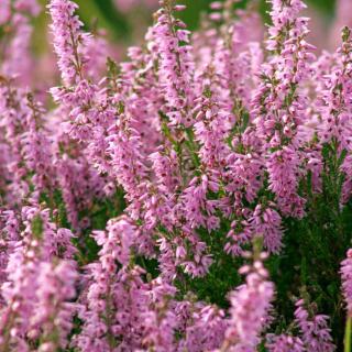 Calluna vulgaris, common heather