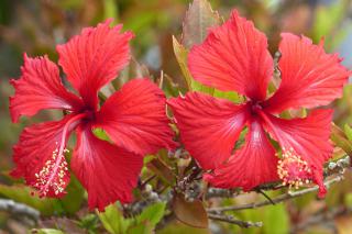 Two hibiscus flowers