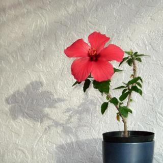 A simple red-flowered hibiscus in a pot sends a cute shadow on a wall.