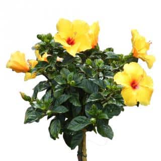 Yellow hibiscus pruned and trimmed to look like a small tree.