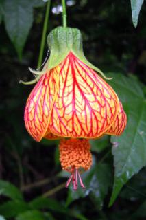 Lantern hibiscus