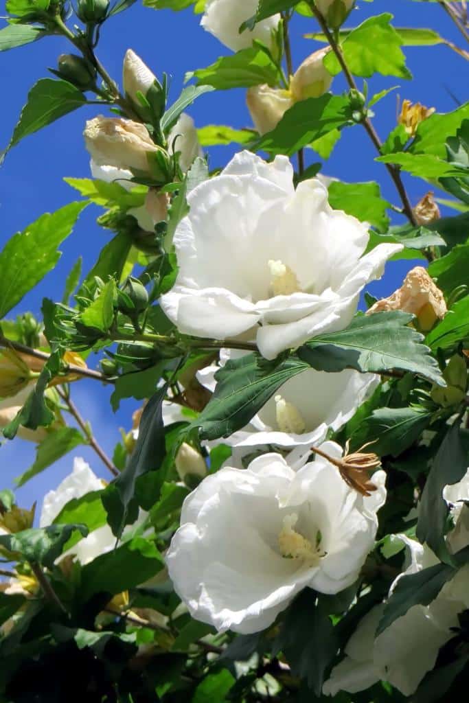 White hibiscus shrub in full bloom with blue sky in the background.