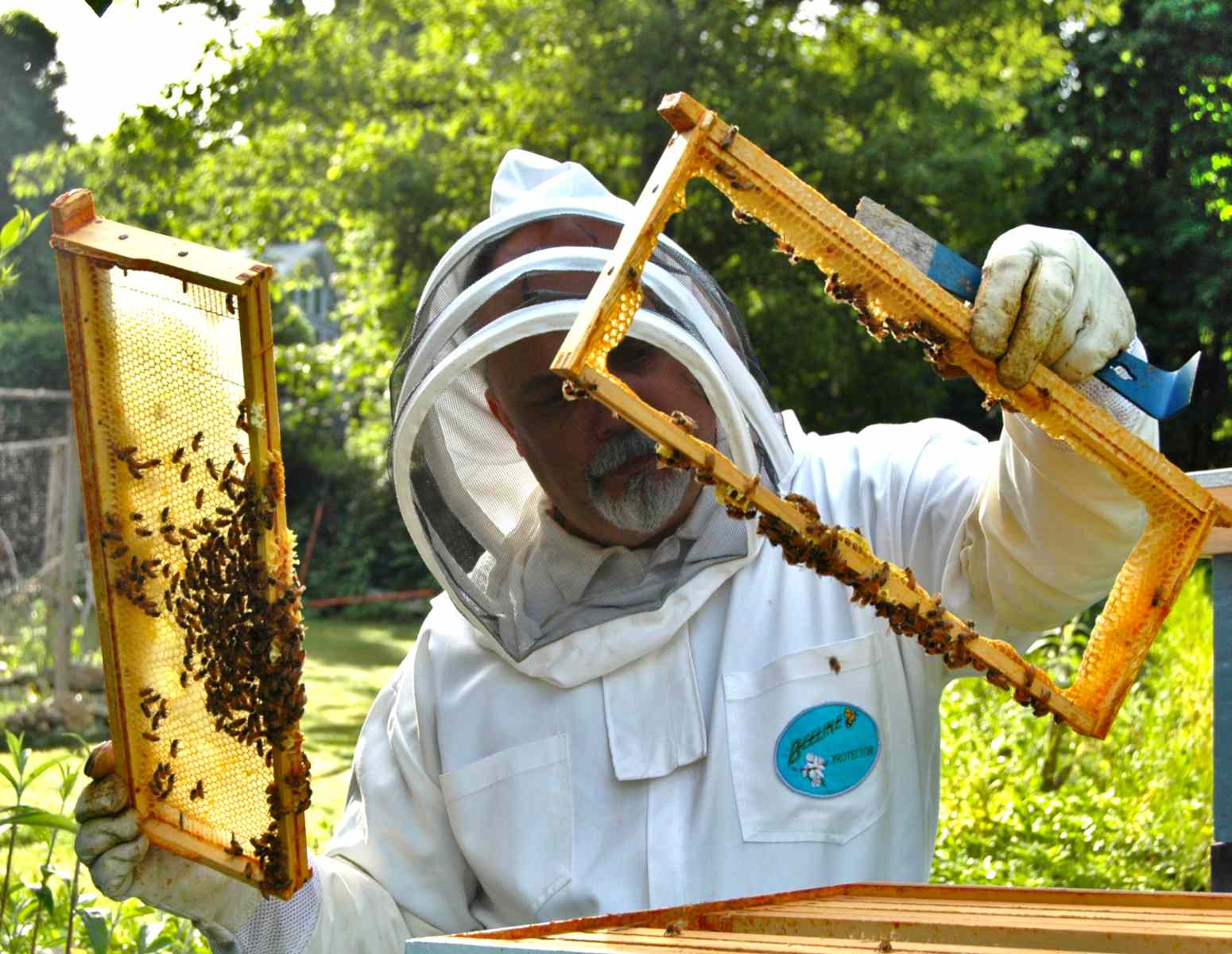 Beekeeper opening a hive