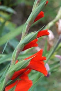 How to cut a gladiolus flower