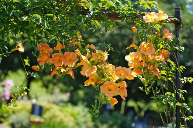 Blooming hummingbird vine climbing atop an arbor