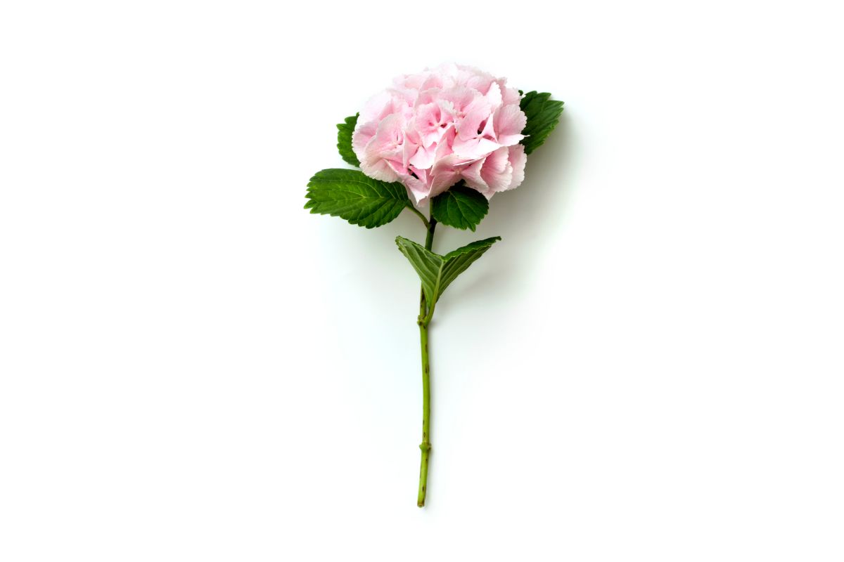 Single hydrangea stem, with a small flower, prepared to make a cutting