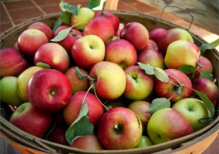Increase fruit harvest - a basket of apples.