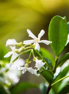 Blooming Indian jasmine vine