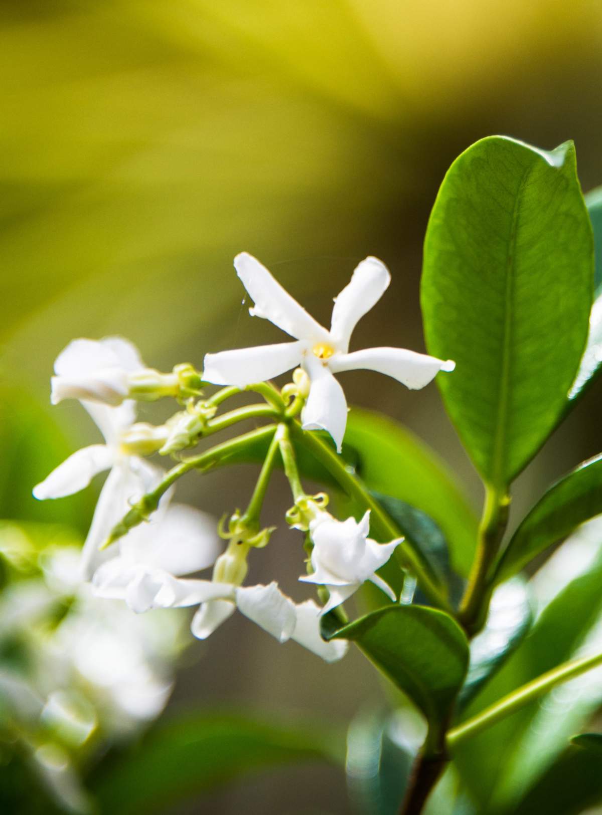 jasmine flower plant