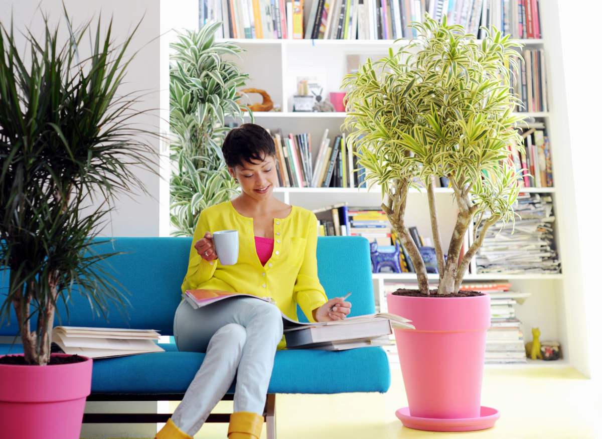 Lady sitting on sofa surrounded with easy indoor care plants, in this case dracaena plants