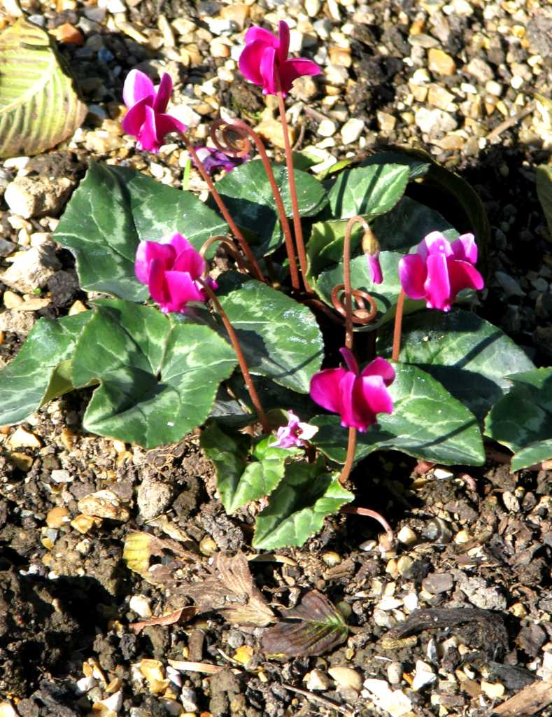 Young ivy-leaved cyclamen plant with ivy-like leaves and dark pink flowers, in a bed of gravel.