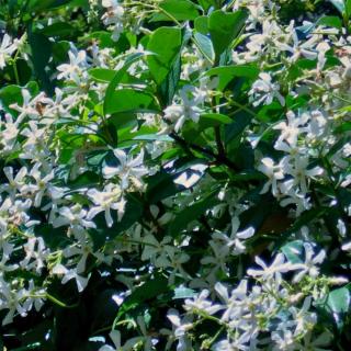 Jasmine, the Indian version