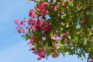 Planting and caring for blooming lagerstroemia