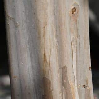 Smooth bark of the lagerstroemia crepe myrtle shrub