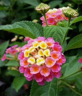 Lantana flowers with green leaves.