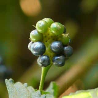 Lantana berry