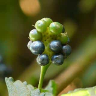 Lantana propagation