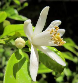 Lemon bloom