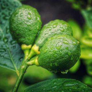 Unripe lemon fruit