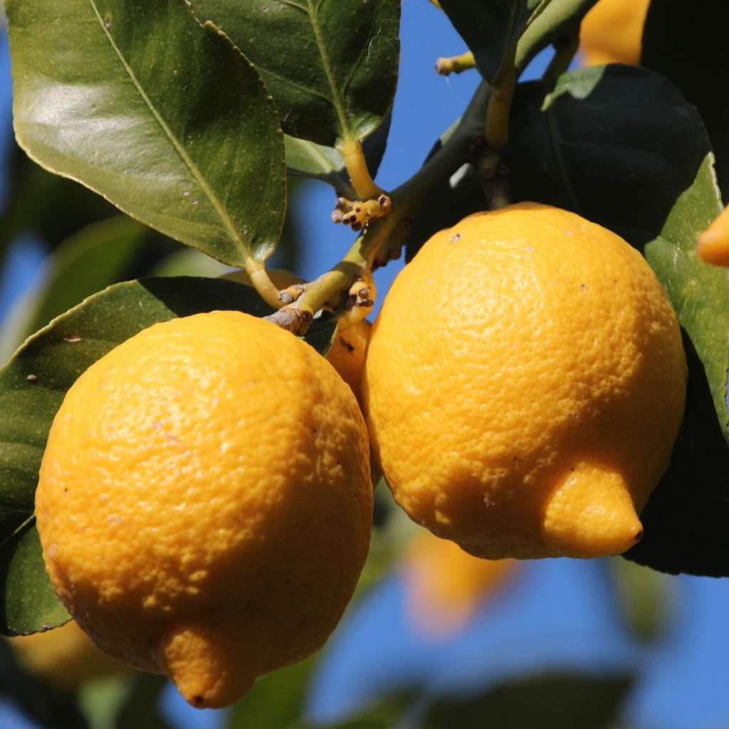 When do lemon trees fruit in australia