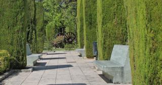 Leyland cypress shaped into squares in a parc