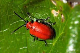 Red beetle on lily leaves