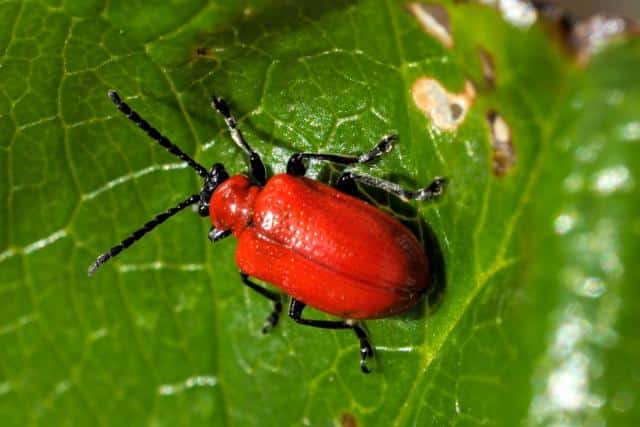 Red beetle on lily leaves